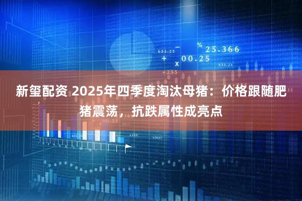 新玺配资 2025年四季度淘汰母猪：价格跟随肥猪震荡，抗跌属性成亮点