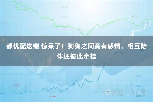 都优配送端 惊呆了！狗狗之间竟有感情，相互陪伴还彼此牵挂